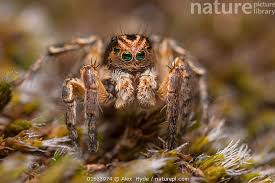 Attēlu rezultāti vaicājumam “Aelurillus v-insignitus”