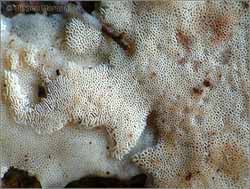 Attēlu rezultāti vaicājumam “Ceriporia viridans”