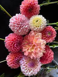 Image result for Dahlia x pinnata `Decorative Giants`