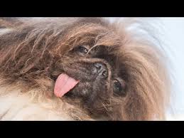 Image result for ugliest dog