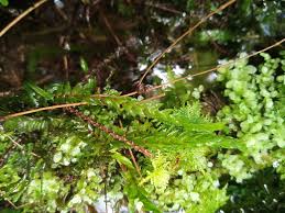 Attēlu rezultāti vaicājumam “Fontinalis antipyretica”