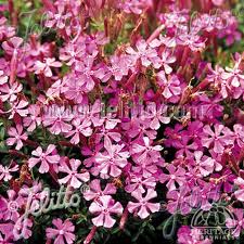 Image result for Silene schafta