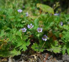 Attēlu rezultāti vaicājumam “Geranium pusillum leaf”