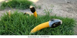 Attēlu rezultāti vaicājumam “Mutinus caninus”