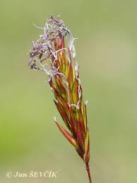 Attēlu rezultāti vaicājumam “Anthoxanthum odoratum fruit”