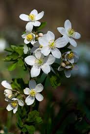 Attēlu rezultāti vaicājumam “Isopyrum thalictroides”