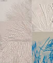 Attēlu rezultāti vaicājumam “Podostroma leucopus”