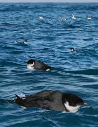 Image result for Synthliboramphus antiquus