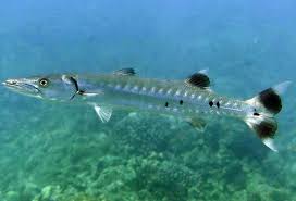 Image result for Sphyraena barracuda