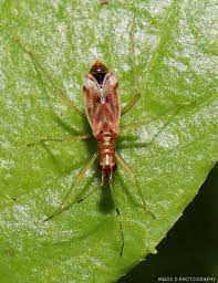 Attēlu rezultāti vaicājumam “Dicyphus sp.”