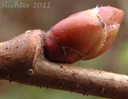 Attēlu rezultāti vaicājumam “Corylus avellana bud”