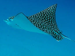 Image result for Aetobatus narinari