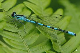 Attēlu rezultāti vaicājumam “Coenagrion armatum”