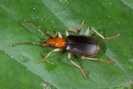 Attēlu rezultāti vaicājumam “Carabidae”