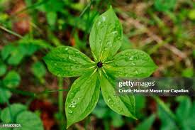 Attēlu rezultāti vaicājumam “Paris quadrifolia leaf”