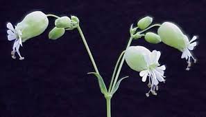 Attēlu rezultāti vaicājumam “Silene tatarica bud”