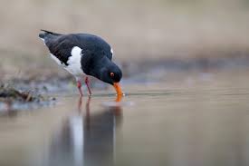 Attēlu rezultāti vaicājumam “Haematopus ostralegus”