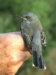 Image result for Sylvia rueppelli