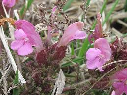 Attēlu rezultāti vaicājumam “Pedicularis palustris flower”