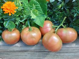 Afbeeldingsresultaat voor carbon tomato