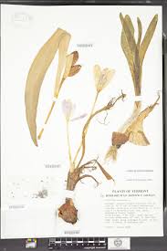 Attēlu rezultāti vaicājumam “Colchicum autumnale”