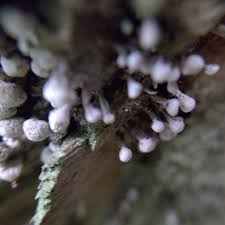 Attēlu rezultāti vaicājumam “Phleogena faginea stalked”