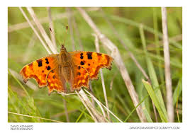 Attēlu rezultāti vaicājumam “Polygonia c-album underside”