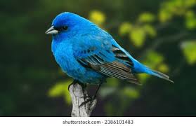 Image result for Passerina cyanea