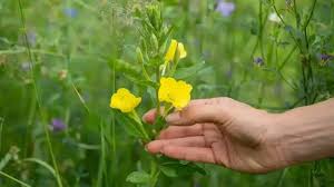 Image result for Nachtkerze