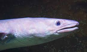 Image result for Conger conger