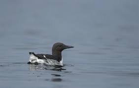 Image result for Uria aalge