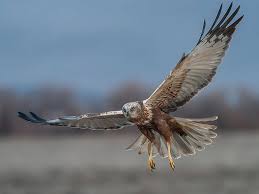 Attēlu rezultāti vaicājumam “Circus aeruginosus”