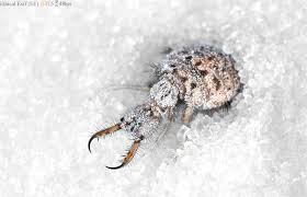 Attēlu rezultāti vaicājumam “Myrmeleontidae”