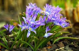 Attēlu rezultāti vaicājumam “Scilla luciliae”