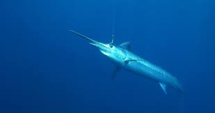 Image result for Istiompax indica