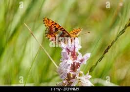 Attēlu rezultāti vaicājumam “Boloria aquilonaris underside”