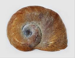 Attēlu rezultāti vaicājumam “Planorbidae”