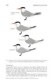 Image result for Sterna acuflavida