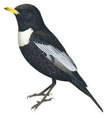 Image result for Turdus torquatus