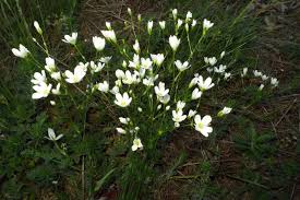 Attēlu rezultāti vaicājumam “Arenaria procera”