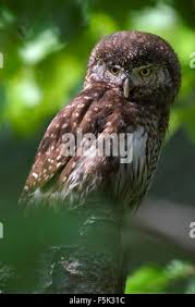 Attēlu rezultāti vaicājumam “Glaucidium passerinum adult”