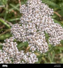 Attēlu rezultāti vaicājumam “Achillea millefolium bud”