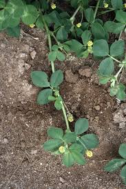 Attēlu rezultāti vaicājumam “Medicago lupulina leaf”