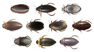 Attēlu rezultāti vaicājumam “Colymbetes striatus”