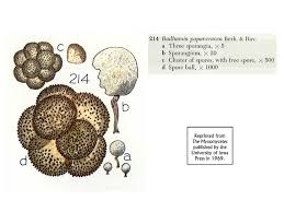 Attēlu rezultāti vaicājumam “Collaria arcyrionema spores”