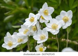 Attēlu rezultāti vaicājumam “Anemone sylvestris”