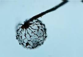 Attēlu rezultāti vaicājumam “Cribraria ferruginea”