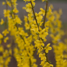 Attēlu rezultāti vaicājumam “Forsythia intermedia”