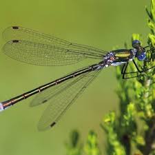 Attēlu rezultāti vaicājumam “Lestes dryas male”