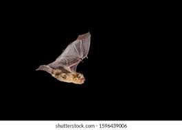 Attēlu rezultāti vaicājumam “Pipistrellus pygmaeus”